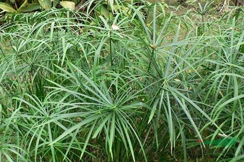水中微生物、水生植物對(duì)人工濕地的影響